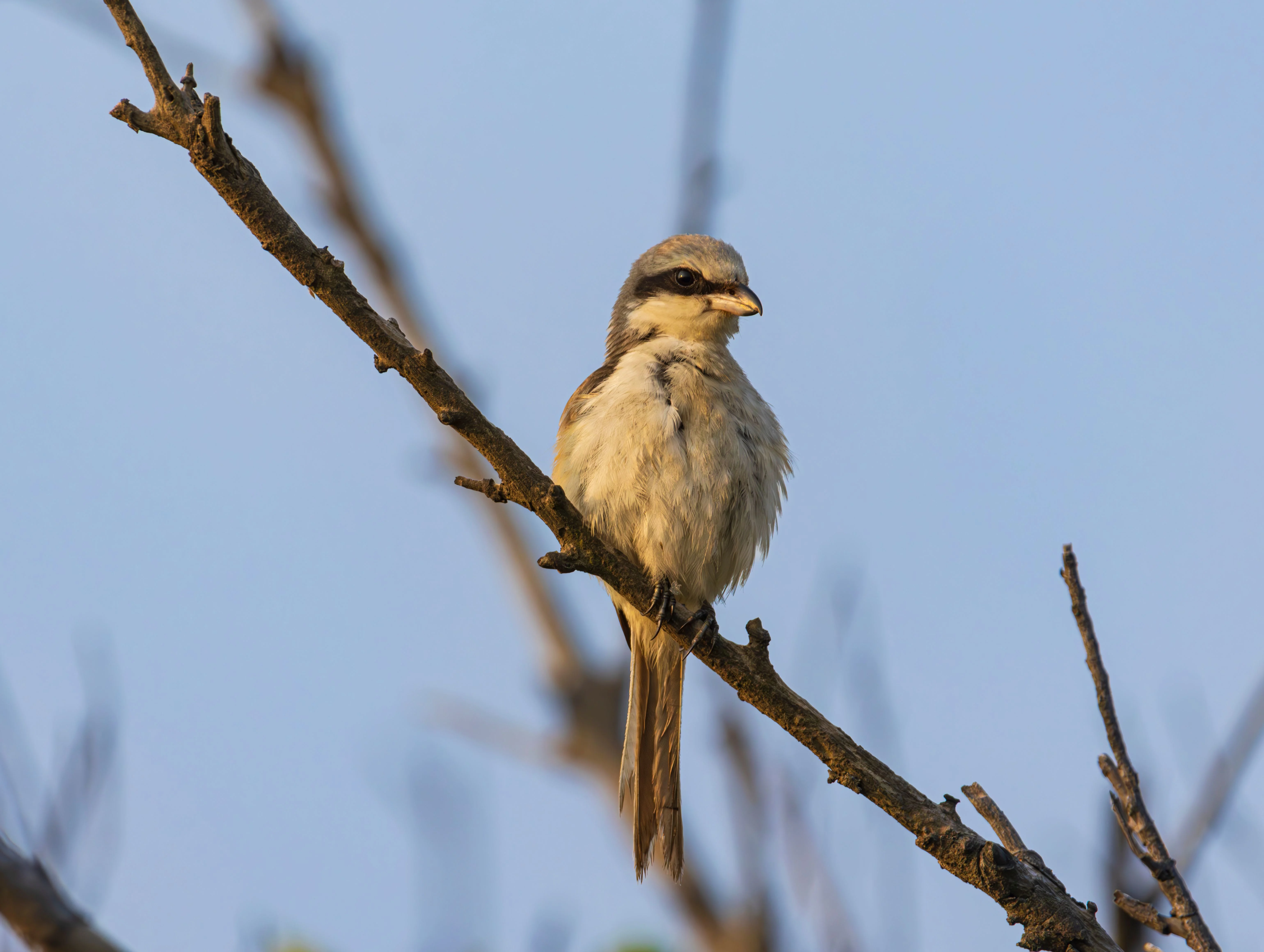 Shrike perched on a bare branch against a clear blue sky